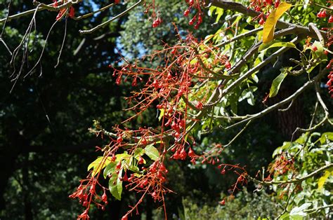 Illawarra Flame Tree - ClimateWatch Australia- Citizen Science App