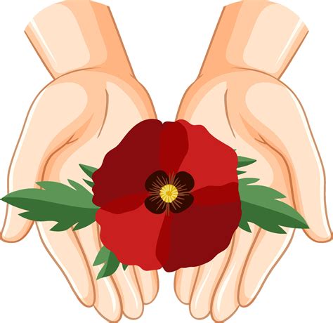 Human Hands Holding Poppy Flowers Vector Art At Vecteezy