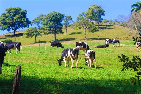 Aumento De Na Produ O De Leite Produtor Investe Em Sa De Do