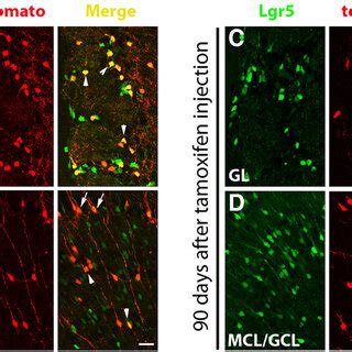 Lgr Egfp Cells Do Not Give Rise To Other Cells In The Ob Genetic