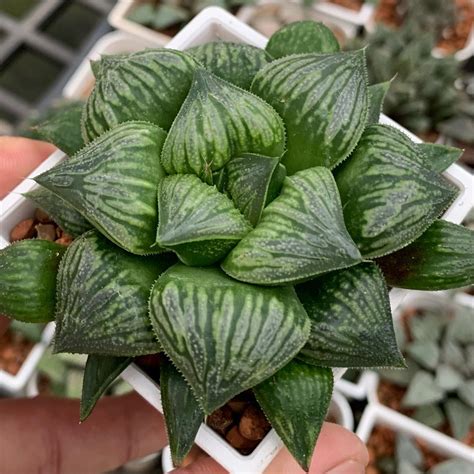 haworthia splendens crazy haworthia facebook