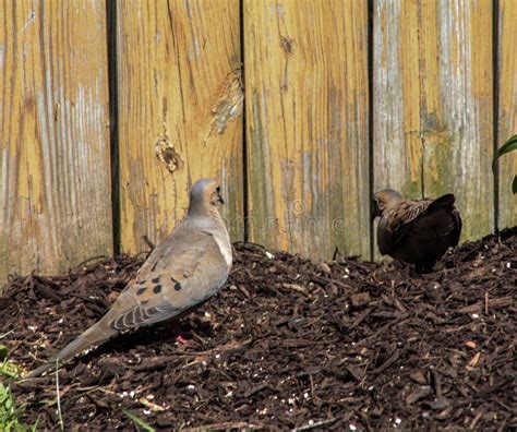 Two Mourning Doves Walking In Mulch Stock Photo Image Of Mourning