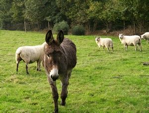 Selecting A Guard Donkey Mother Earth News