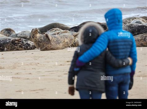 Visitors to the beach at Horsey Gap in Norfolk watching the Grey Seal ...