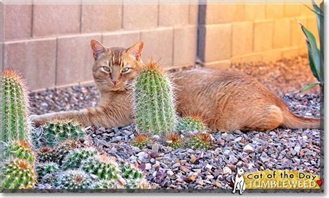 Tumbleweed Cat September 25 2014 Cat Day Cat Photo Cats