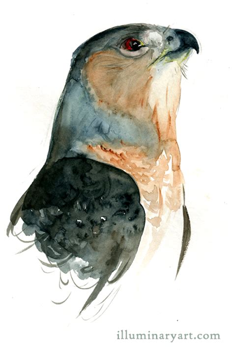 Watercolor Hawk At PaintingValley Explore Collection Of