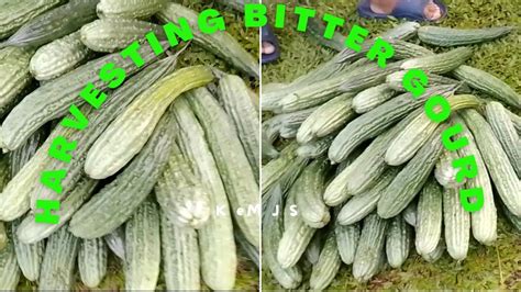 Harvesting Bitter Gourd Or Bitter Melon Youtube