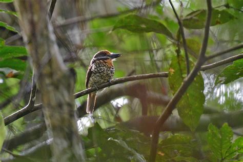 Guyana Birding Tours Suriname Birding Tours Birdquest