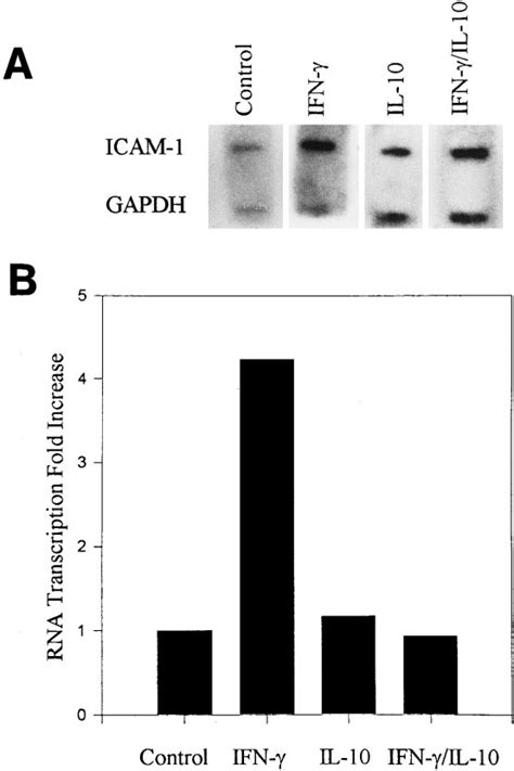 Il 10 Inhibits Ifn G Induced Icam 1 Gene Transcription A Nuclei Were