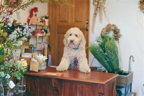 【道路沿いの6帖の花店 Flower Shop花の森】高齢者やその家族が花にふれる機会を届けたい 店舗兼住宅だからできる地域への貢献とは？