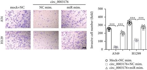 Hsa Circ 0003176 Suppressed The Proliferation Migration And Invasion