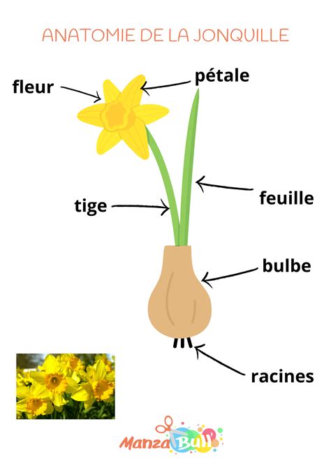 Cycle De Vie Et L Anatomie De La Jonquille Manzabull