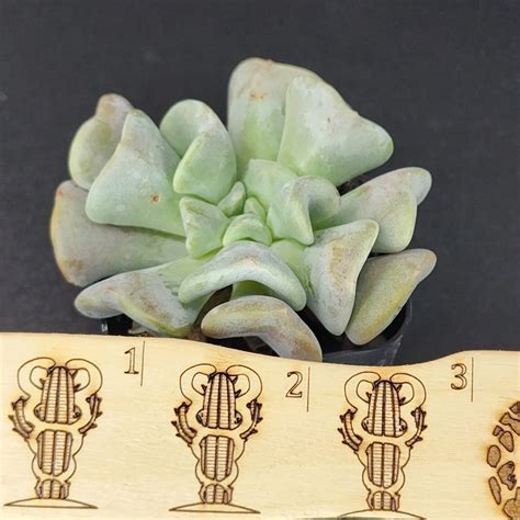 Echeveria Cubic Frost – medicactus
