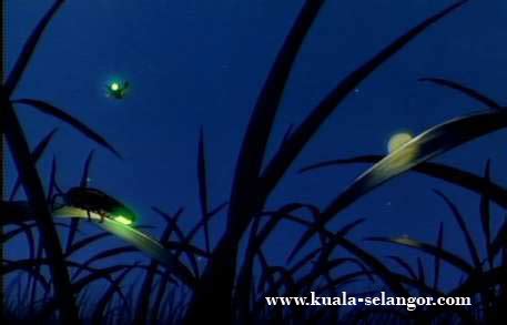 Kuala Selangor - Kampung Kuantan Firefly Park (Firefly Part Kuala Sealangor) / Kelip-Kelip Kg ...