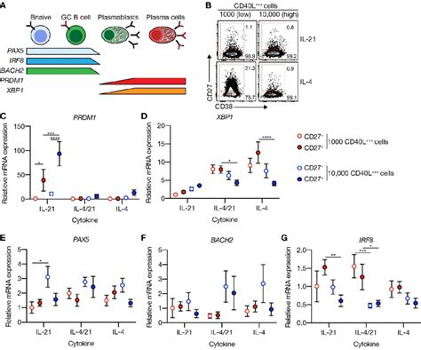 CD40 Costimulation Together With IL 21 Signaling Induces PRDM1