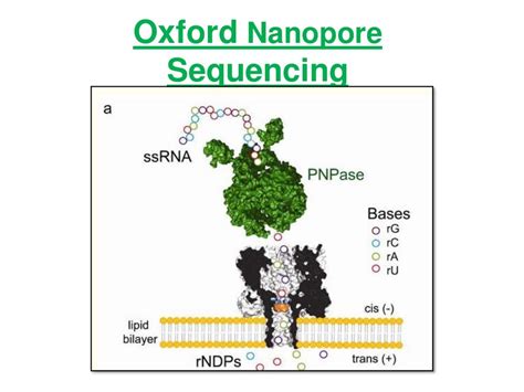 Oxford nanopore sequencing