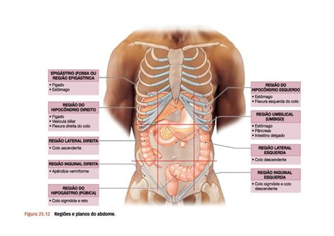 Regiões Do Abdome E Seus Órgãos - Desenho das 9 regiões do abdome | Musse Jereissati
