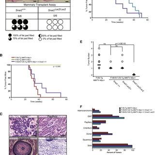 SLUG Loss Impairs Tissue Regeneration and Confers Resistance to ...