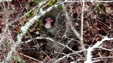 Drones track monkey roaming Highlands after zoo escape | UK News | Sky News