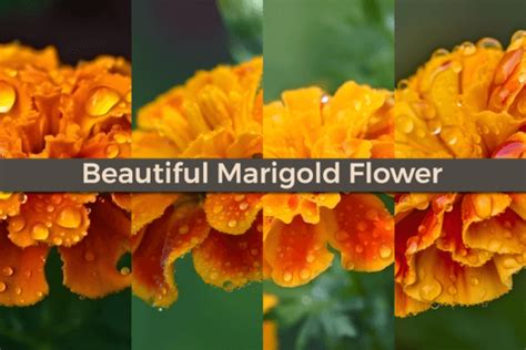 Beautiful Marigold Flower Background Graphic by cua.nalert12 · Creative ...