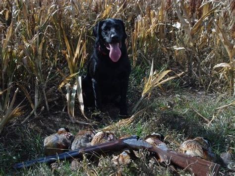 Photos of Pheasant Hunting Dogs