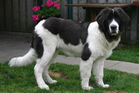 Landseer - Temperament, Lifespan, Shedding, Puppy