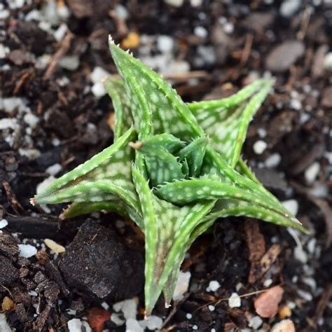 Aloe Descoingsii Fatty Plants Nursery