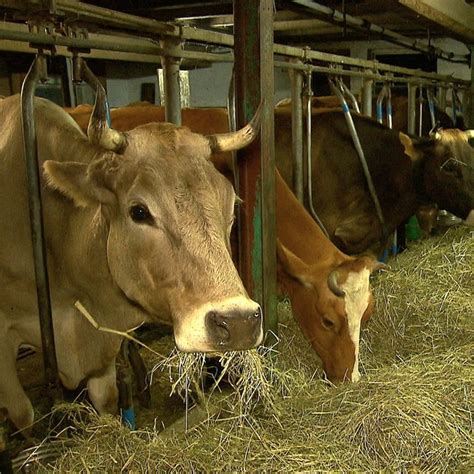 Aus F R Anbindehaltung Von K Hen Landwirte In Sorge Swr Aktuell