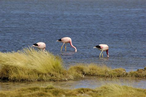 Flamingos At Salar De Tara Matthew Petroff Flickr