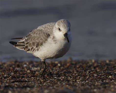 Sanderling Sanderling Calidris Alba C Thomas Schwarzba