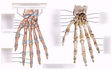 Anatomy Chapter 7 Wrist And Hand Diagram Quizlet