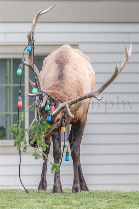 Elk Bull Christmas Lights Tom Murphy Photography