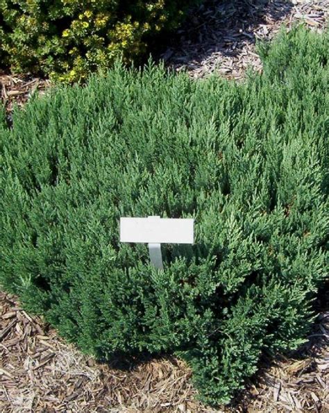 Blue Forest Juniper Jeffries Nurseries