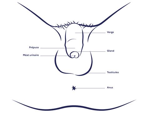 Lanatomie masculine le pénis