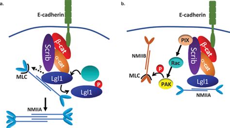 Full Article Scribble Lgl And Myosin Iia Interact With Catenin