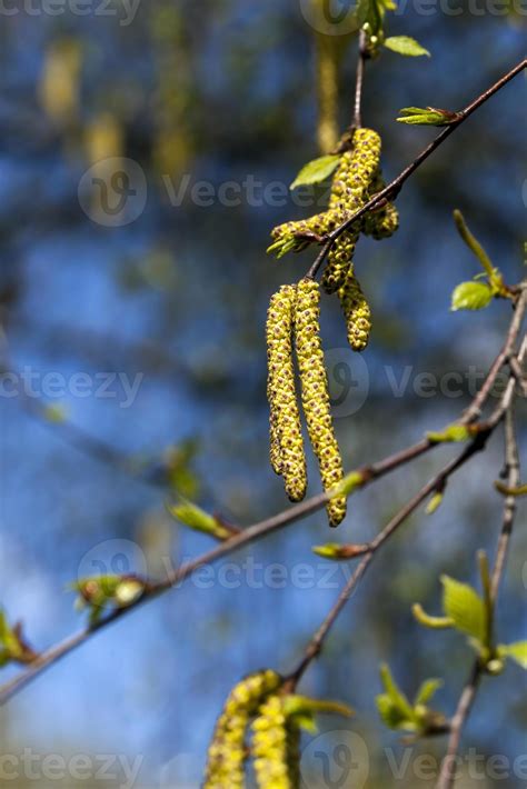 birch tree, close up 9418050 Stock Photo at Vecteezy