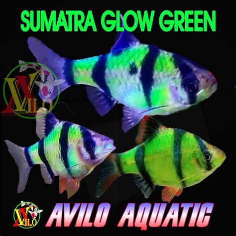 Jual Ikan Hias Aquascape Sumatra Smt Warna Hijau Shopee Indonesia