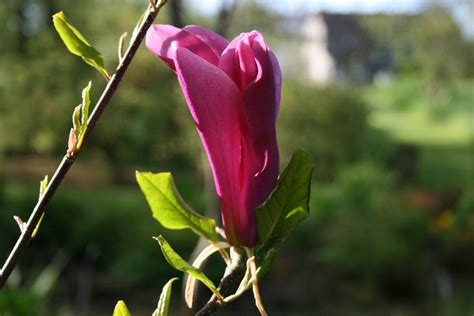 Magnolia 'Susan' – Ballyrobert Gardens