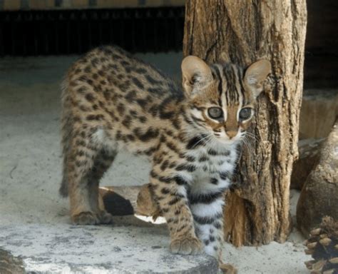 ‘Land of Cats’ a biodiversity powerhouse – for now - Asia Times