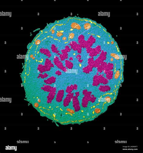 Mitosis Coloured Transmission Electron Micrograph Tem Equatorial