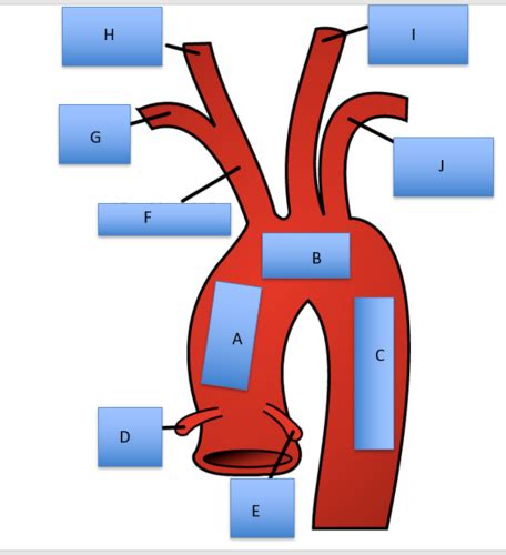 BIOL 125 Blood Vessel Identification Practical Flashcards Quizlet