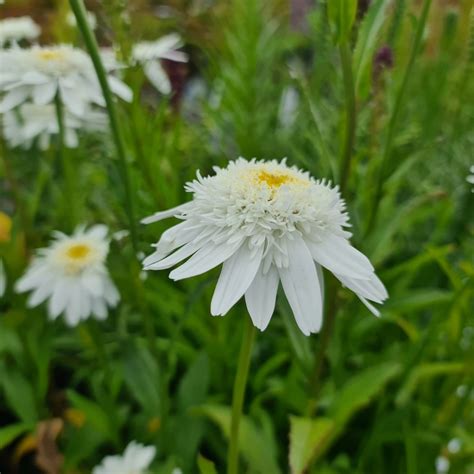 Leucanthemum X Superbum Wirral Supreme K Mpemargurit Krysanthemum