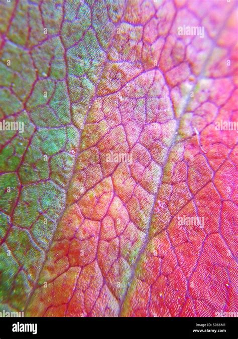 Leaf starting to change colour Stock Photo - Alamy