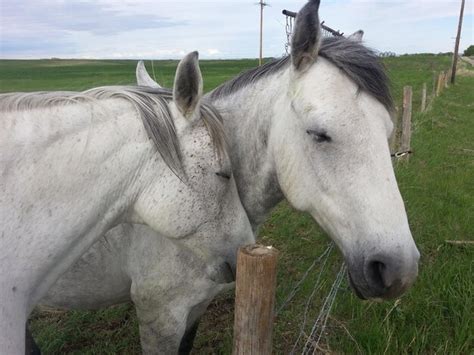 Premium Photo White Horse In Ranch