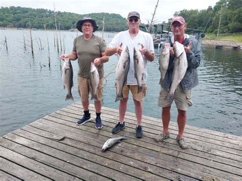 Beaver Lake Striped Bass Fishing Report Guided Striper