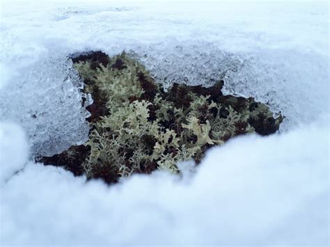 Muschio Di Renna Sotto Ghiaccio Immagine Stock Immagine Di Acqua