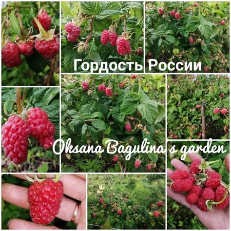 Малина "Московский гигант": описание сорта, фото