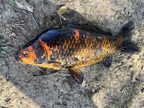 Winton - In natural systems, especially ephemeral wetlands which change