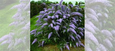 Саженцы будлеи купить в Краснодаре | Товары для дома и дачи | Авито