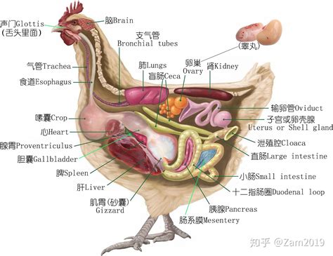 鸡考记︱深入研究每一只鸡的品种、部位、吃法，以及故事（上） 知乎